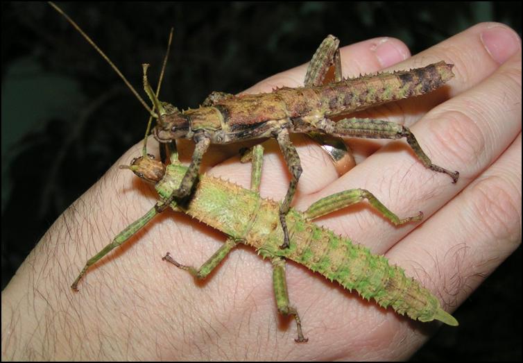 Nice Images Collection: Giant Spiny Stick Insect Desktop Wallpapers