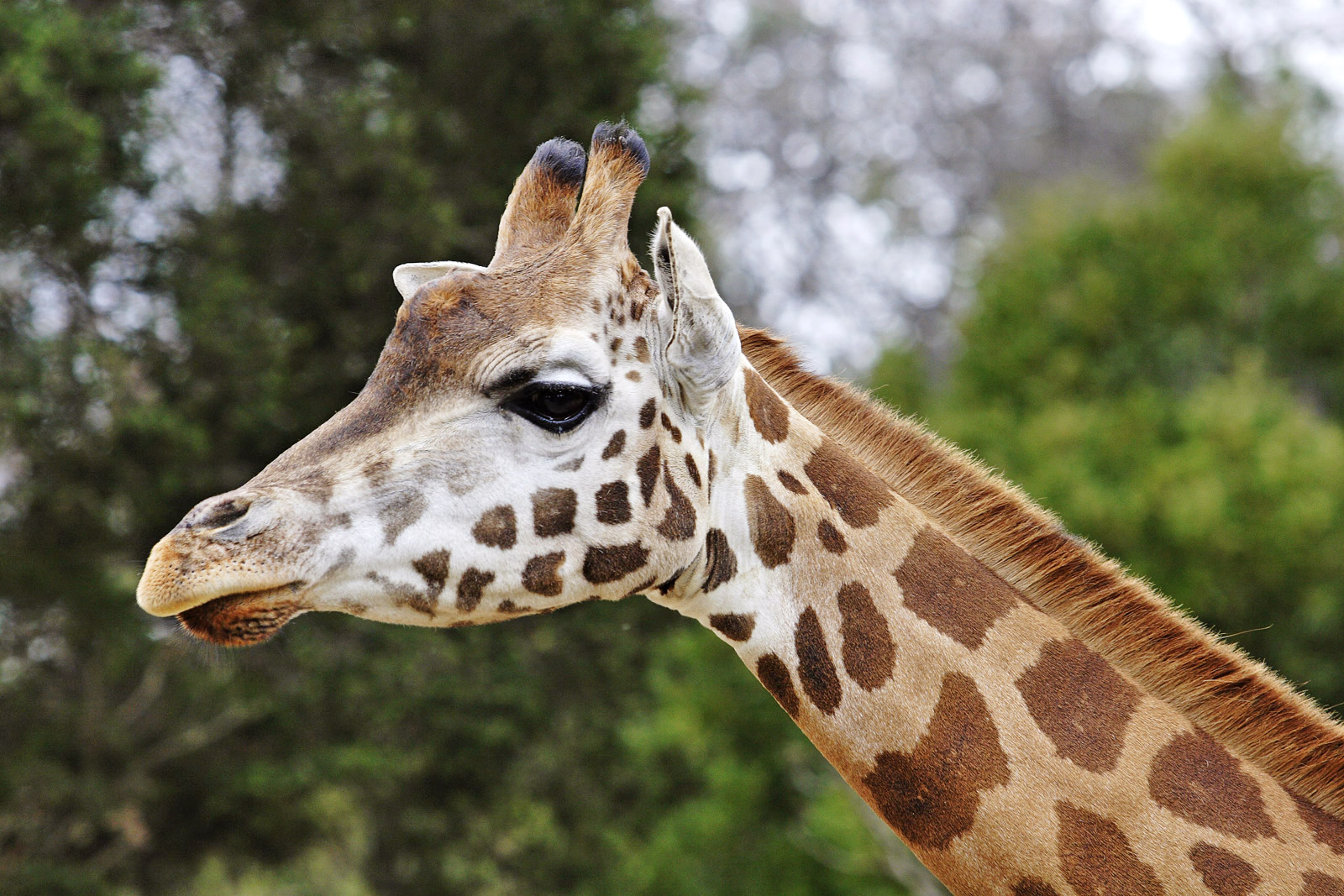 Giraffe Pics, Animal Collection