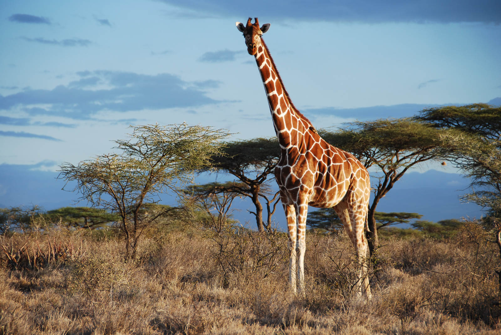 Giraffe HD wallpapers, Desktop wallpaper - most viewed