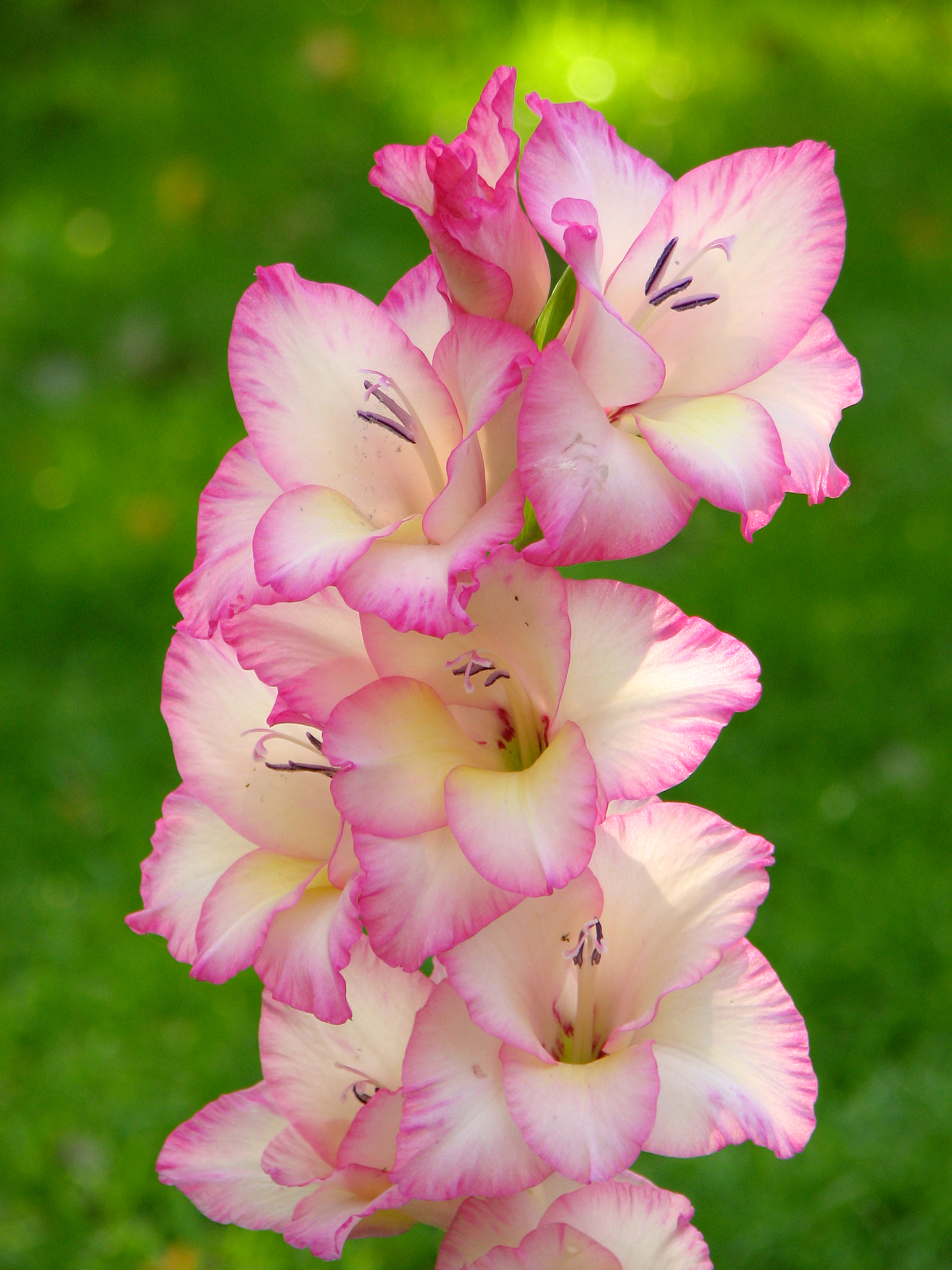 Gladiolus Pics, Earth Collection