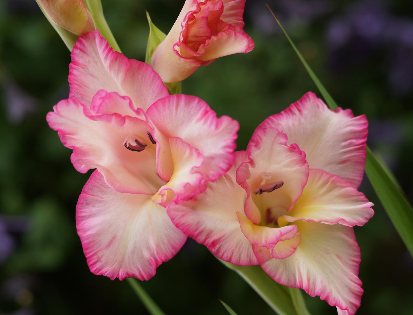 Nice Images Collection: Gladiolus Desktop Wallpapers