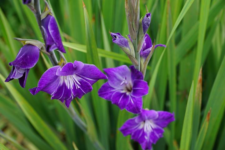 Nice Images Collection: Gladiolus Desktop Wallpapers