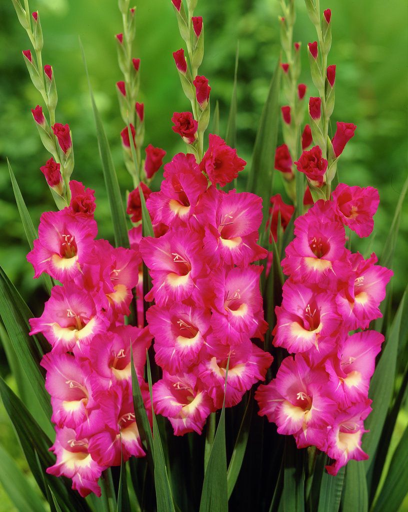 Nice wallpapers Gladiolus 816x1024px