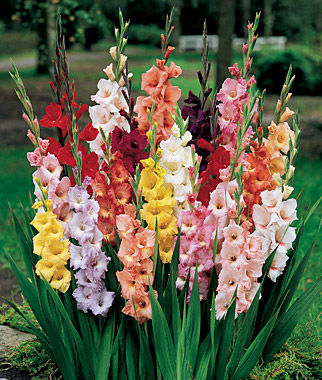 Nice wallpapers Gladiolus 322x380px