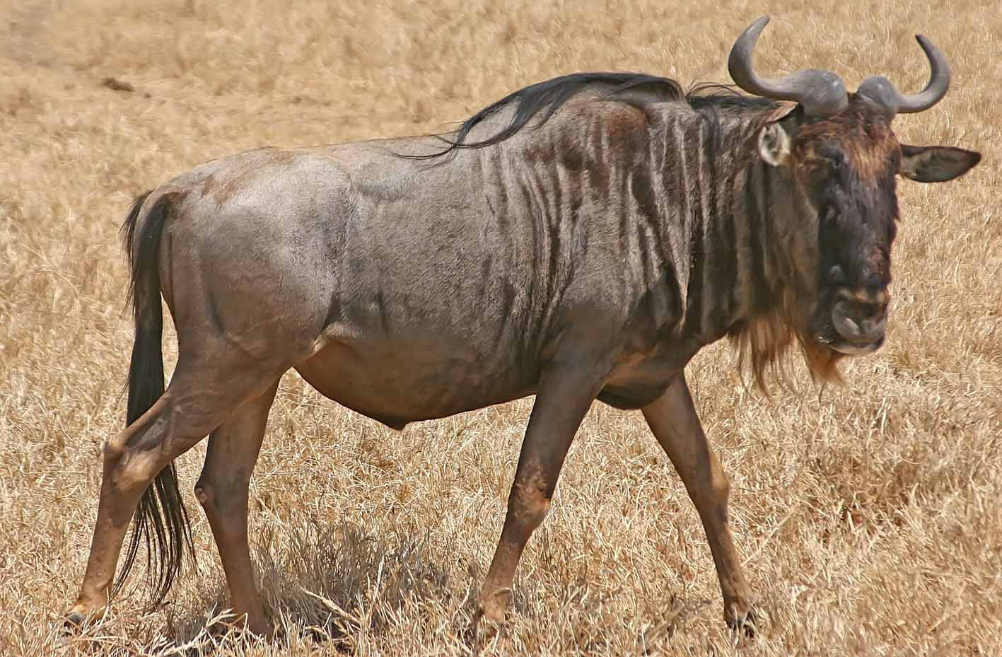 Images of GNU | 1417x929