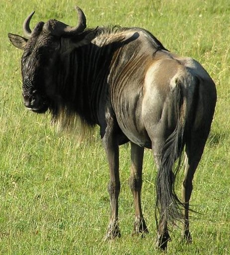 Images of GNU | 462x512