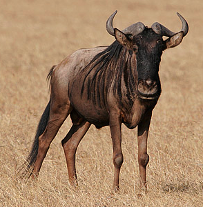 GNU #14