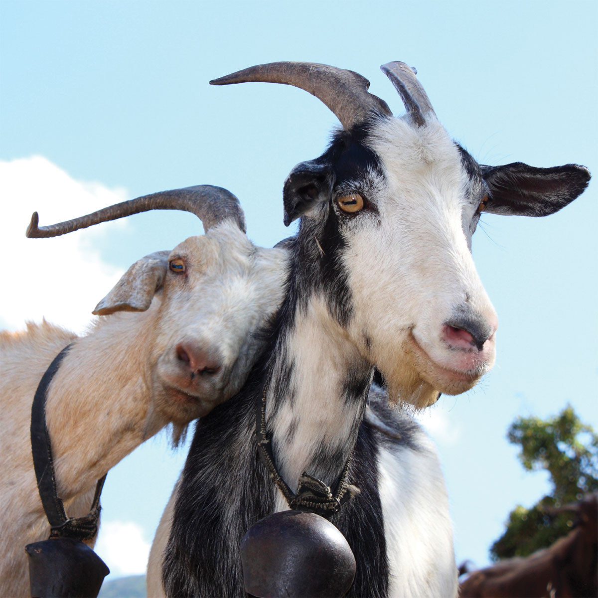 Nice Images Collection: Goat Desktop Wallpapers