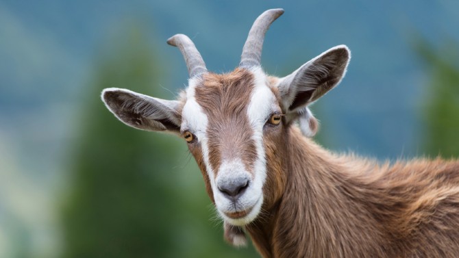 Goat Pics, Animal Collection