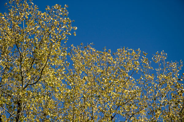 Images of Gold Blue | 600x399