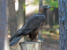 HD Quality Wallpaper | Collection: Animal, 220x165 Golden Eagle