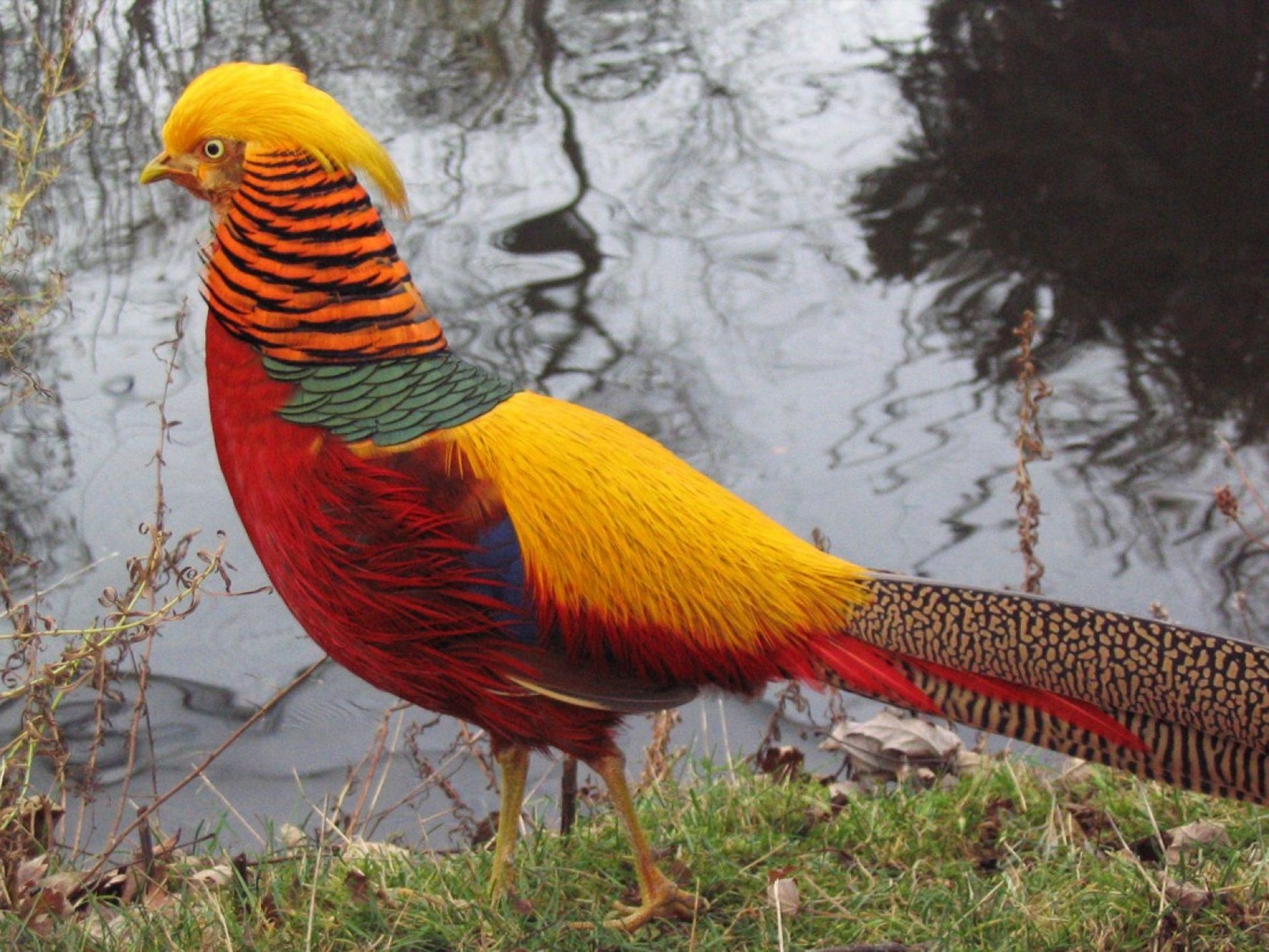 Amazing Golden Pheasant Pictures & Backgrounds