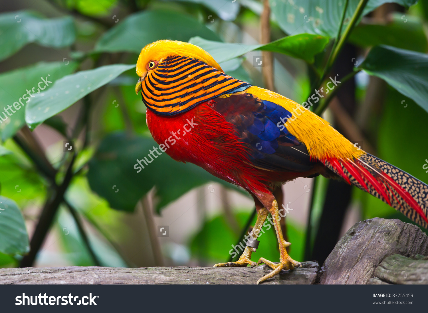 Golden Pheasant High Quality Background on Wallpapers Vista