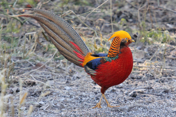 Golden Pheasant High Quality Background on Wallpapers Vista