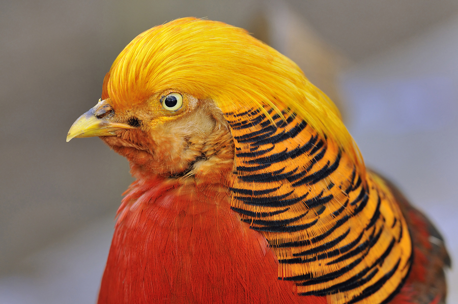 Golden Pheasant HD wallpapers, Desktop wallpaper - most viewed