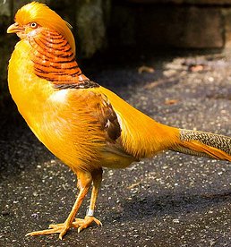 Golden Pheasant #7