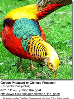 Golden Pheasant #4