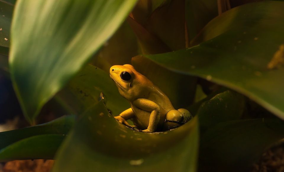 Golden Poison Frog Backgrounds, Compatible - PC, Mobile, Gadgets| 960x581 px