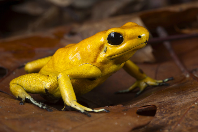 HD Quality Wallpaper | Collection: Animal, 640x427 Golden Poison Frog