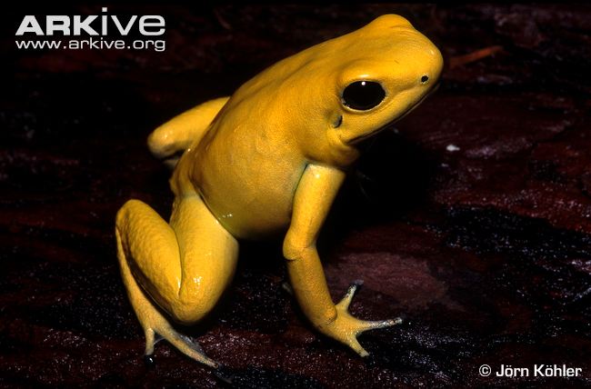 Images of Golden Poison Frog | 650x428