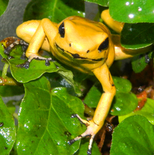 HD Quality Wallpaper | Collection: Animal, 220x221 Golden Poison Frog