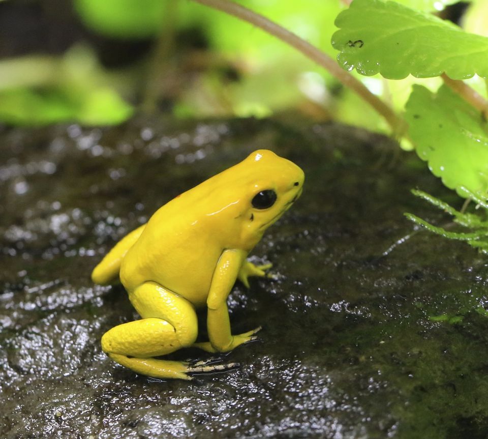 Golden Poison Frog High Quality Background on Wallpapers Vista