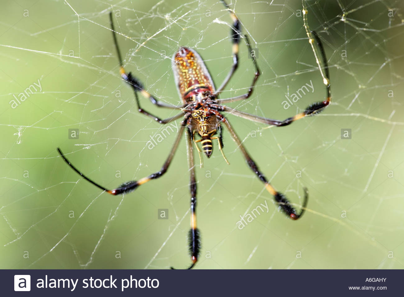 Golden Silk Orb-weaver Spider HD wallpapers, Desktop wallpaper - most viewed