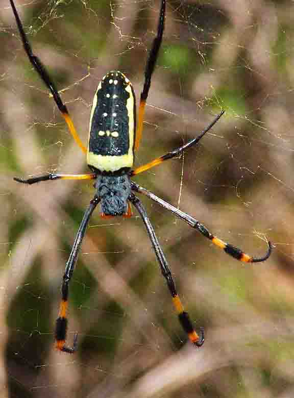 Golden Silk Orb-weaver Spider #2