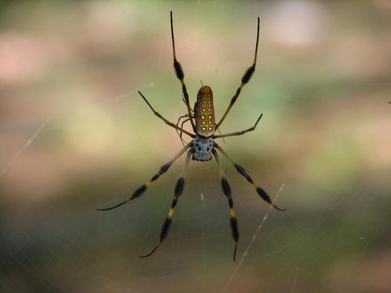 Golden Silk Orb-weaver Spider Pics, Animal Collection