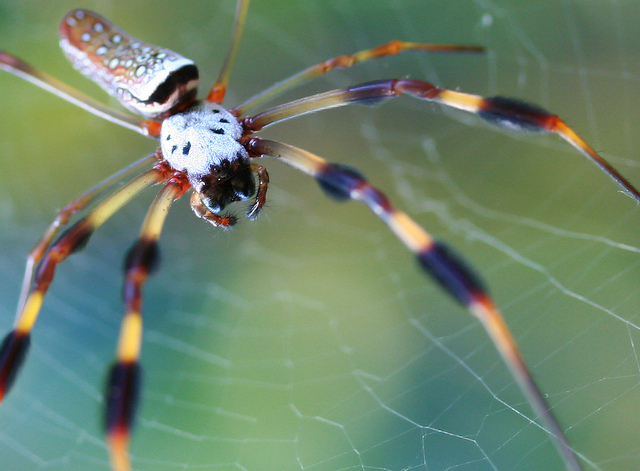 Golden Silk Orb-weaver Spider #1