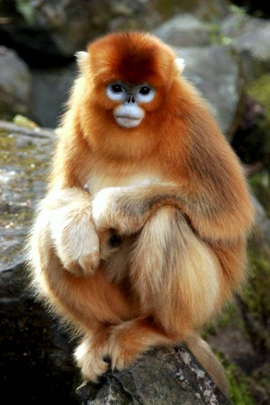 Golden Snub-nosed Monkey High Quality Background on Wallpapers Vista