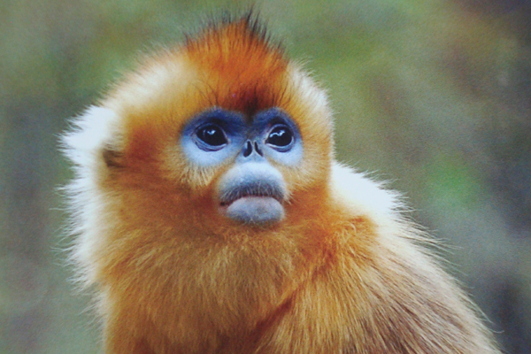 Golden Snub-nosed Monkey Backgrounds, Compatible - PC, Mobile, Gadgets| 600x400 px
