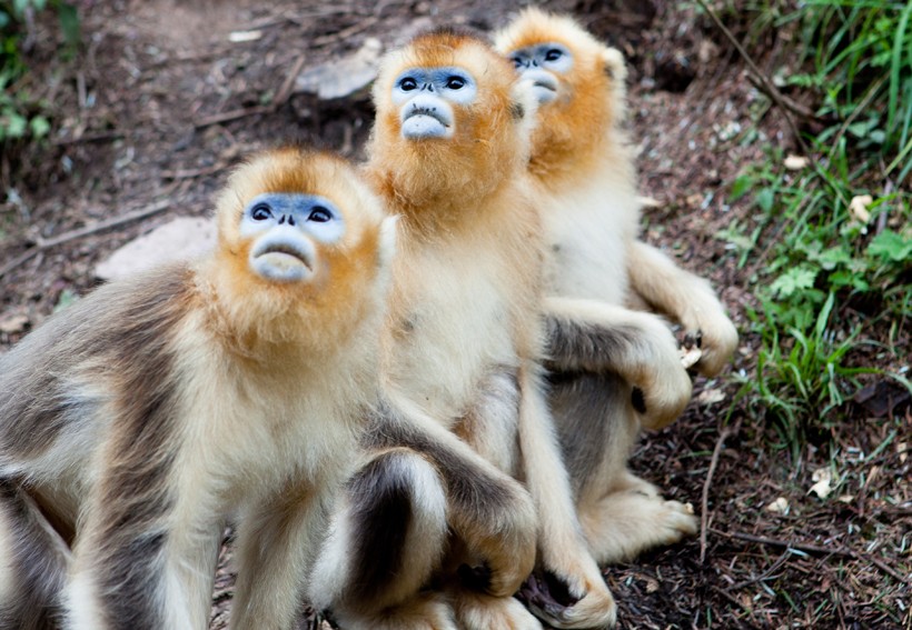 Golden Snub-nosed Monkey High Quality Background on Wallpapers Vista
