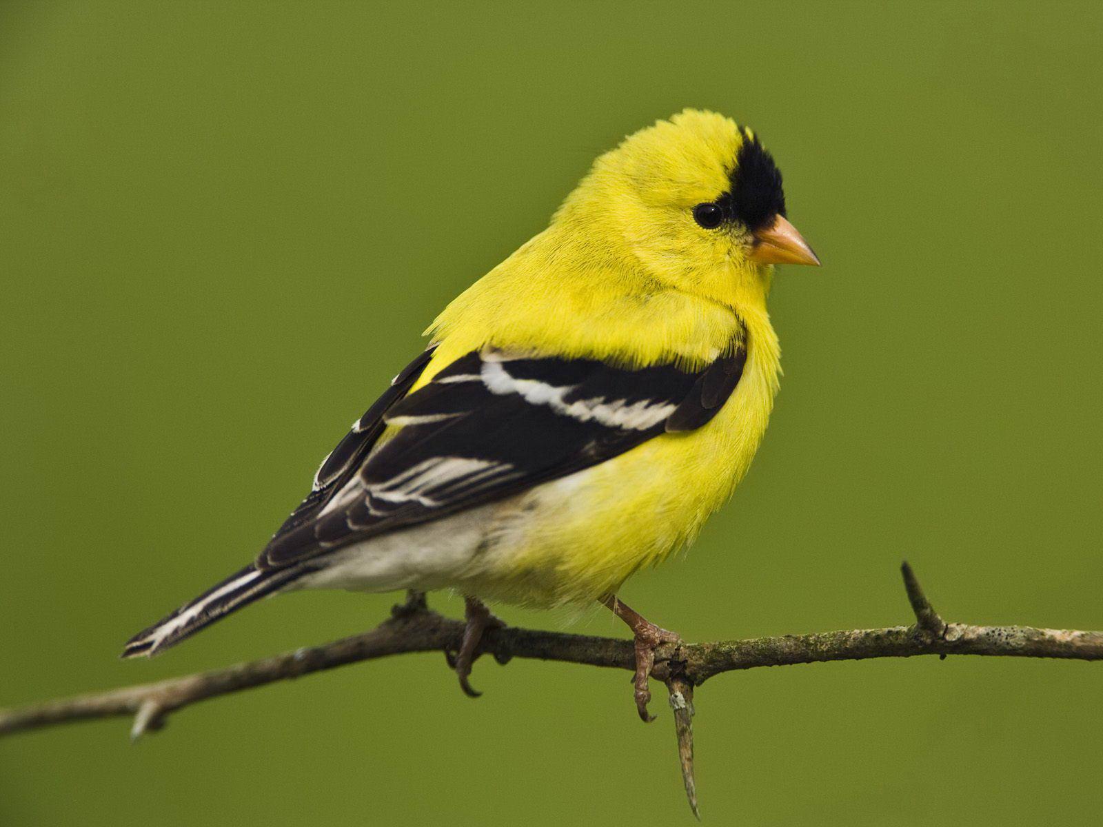 Goldfinch Pics, Animal Collection