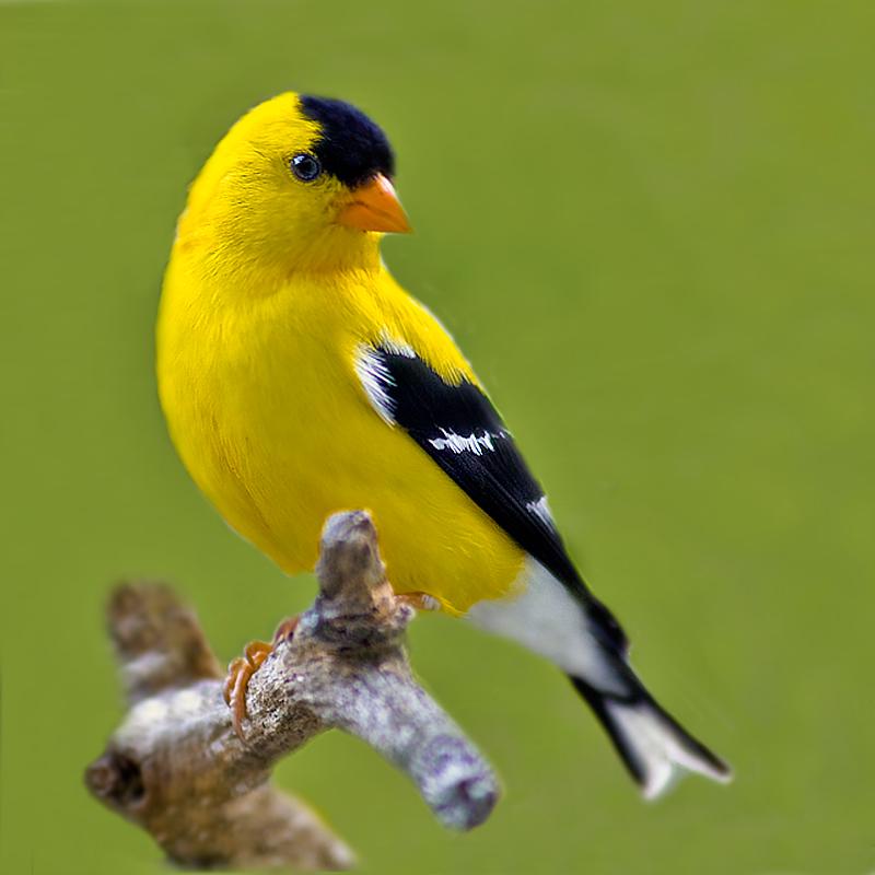800x800 > Goldfinch Wallpapers