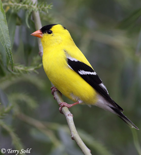 547x602 > Goldfinch Wallpapers