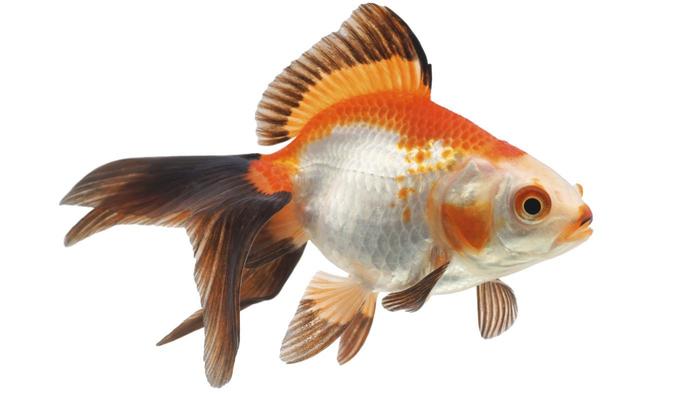 Goldfish Backgrounds on Wallpapers Vista