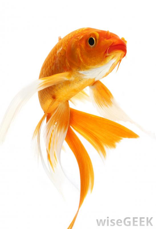 Goldfish HD wallpapers, Desktop wallpaper - most viewed