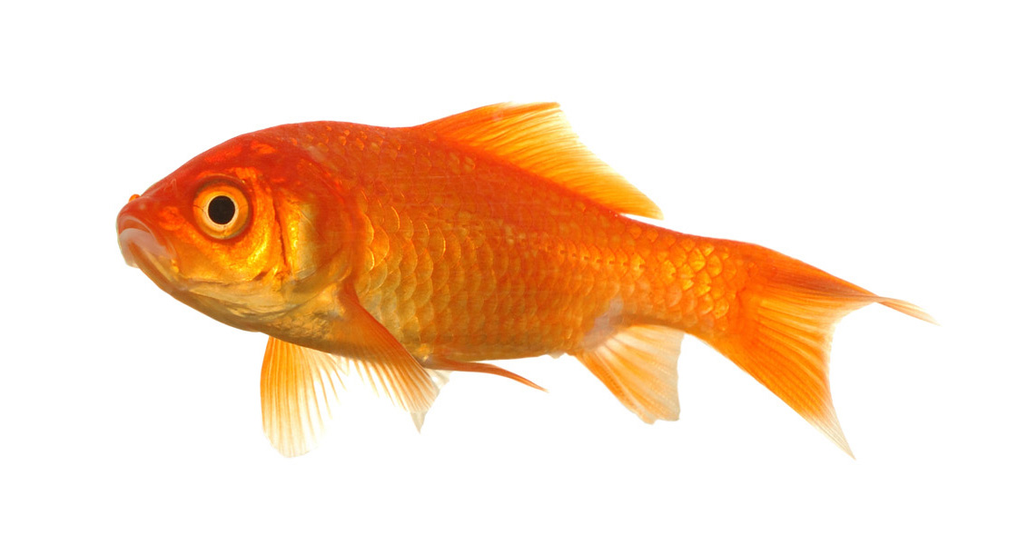 Goldfish Pics, Animal Collection