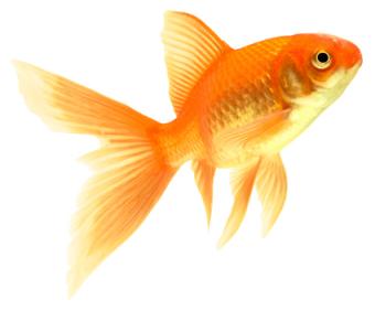 Goldfish High Quality Background on Wallpapers Vista