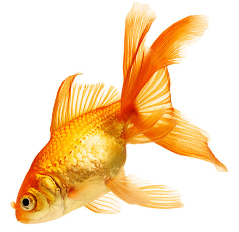 Goldfish Pics, Animal Collection