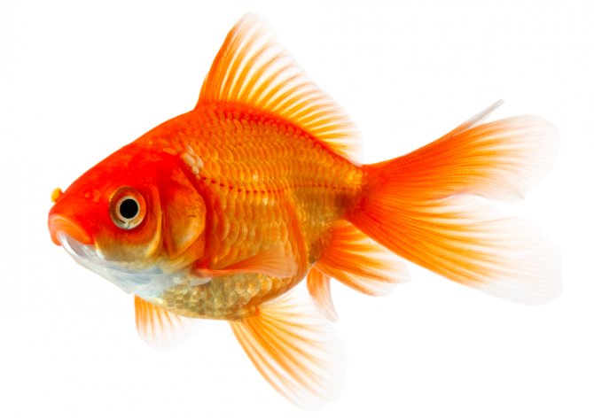 Nice Images Collection: Goldfish Desktop Wallpapers