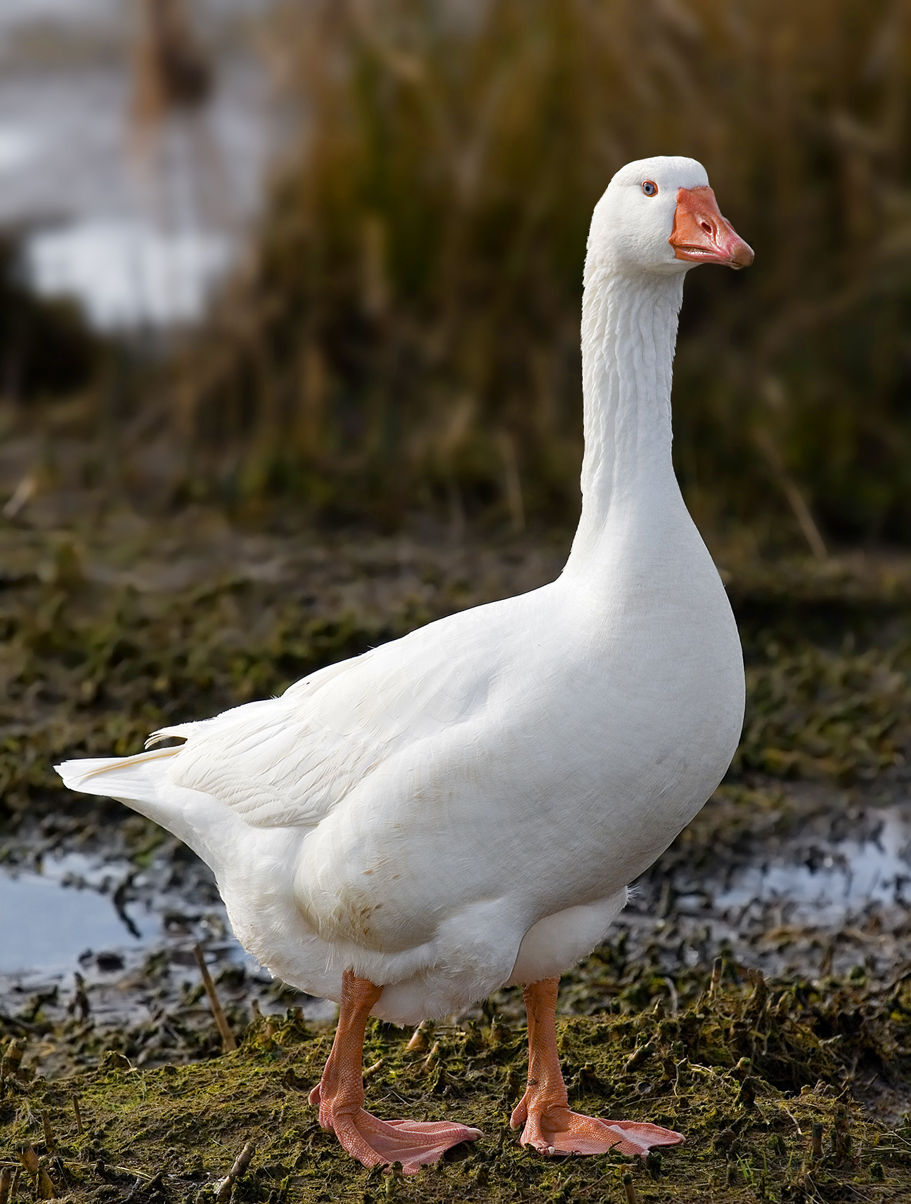 Goose #2