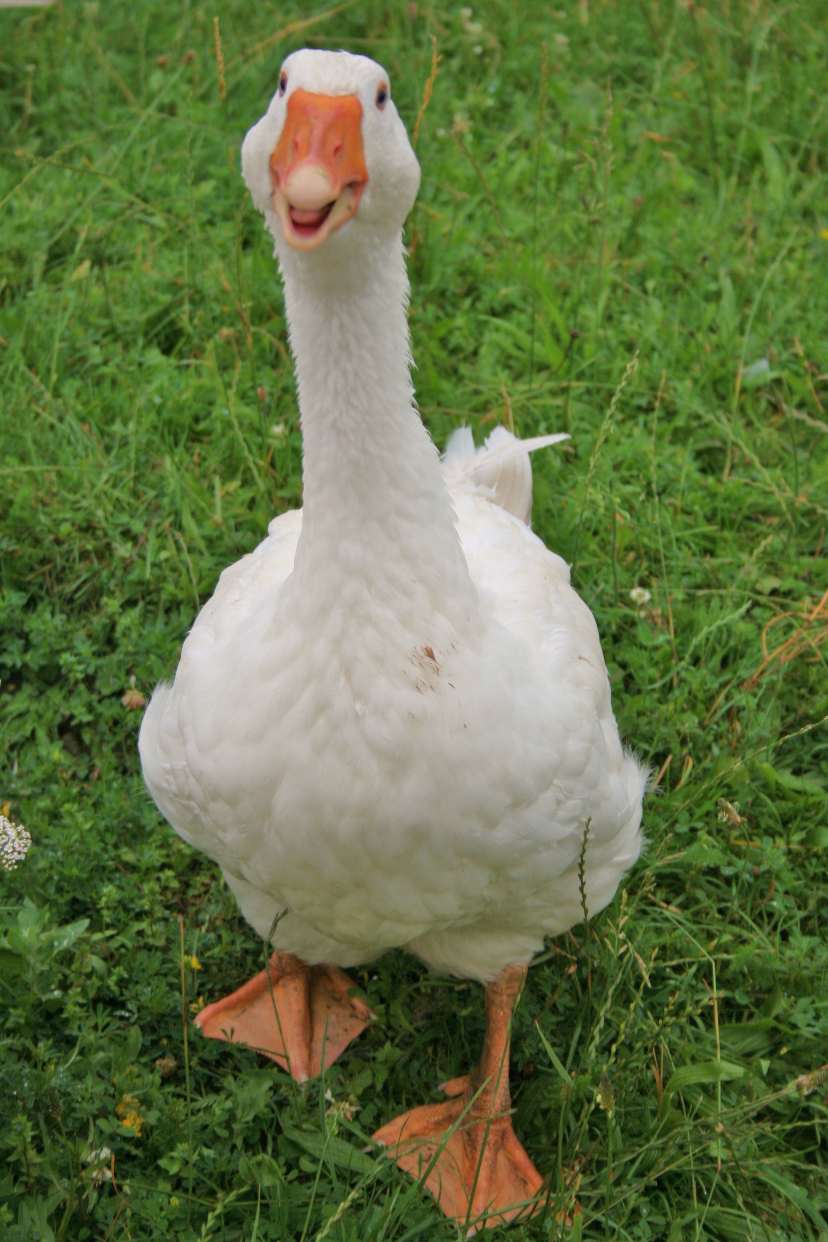Goose #6