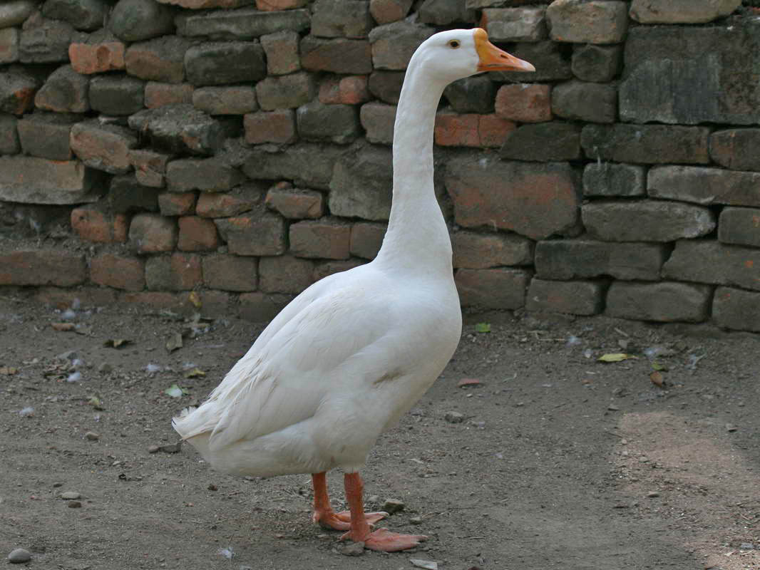 Goose #8
