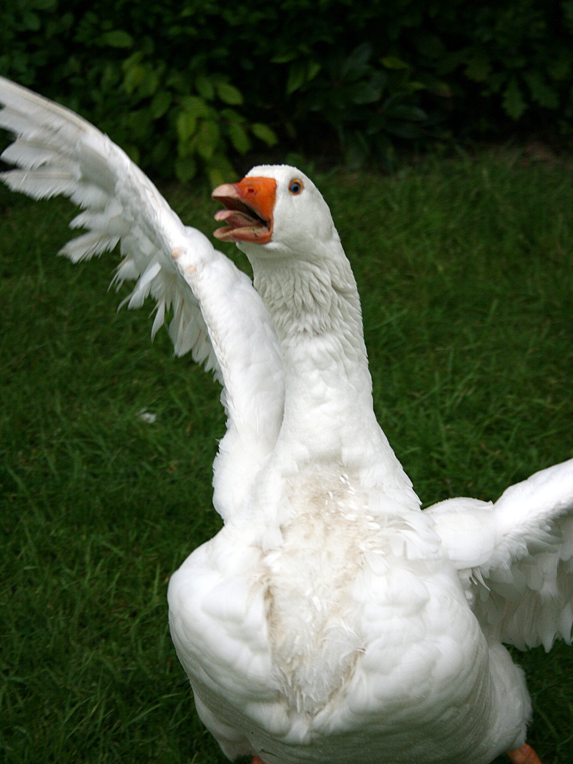 Amazing Goose Pictures & Backgrounds