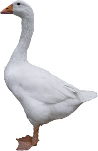 Goose #16