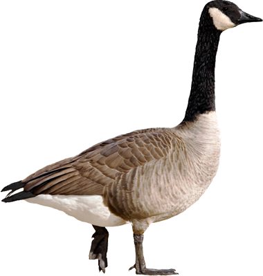 Nice Images Collection: Goose Desktop Wallpapers