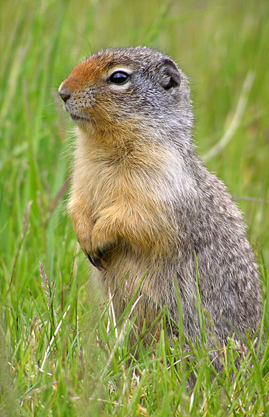 Gopher High Quality Background on Wallpapers Vista