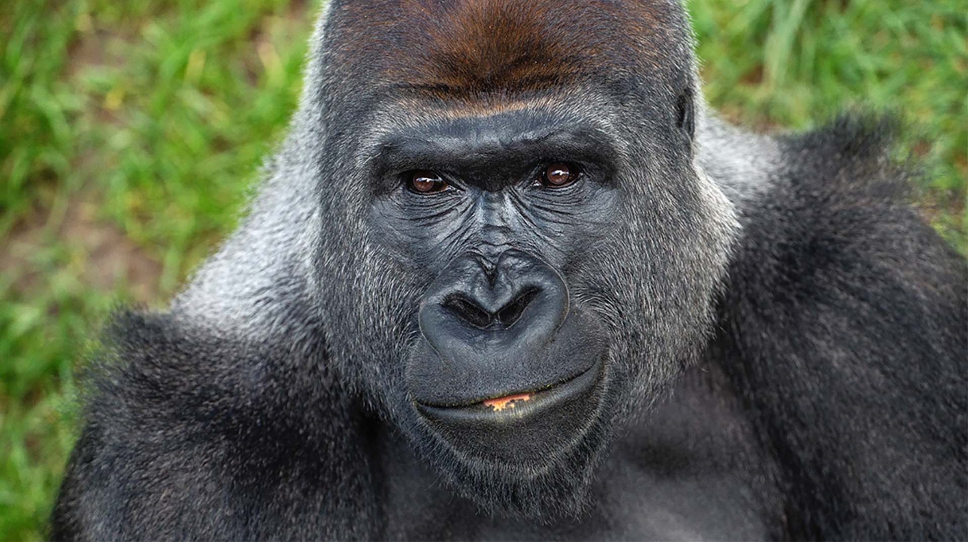 Amazing Gorilla Pictures & Backgrounds